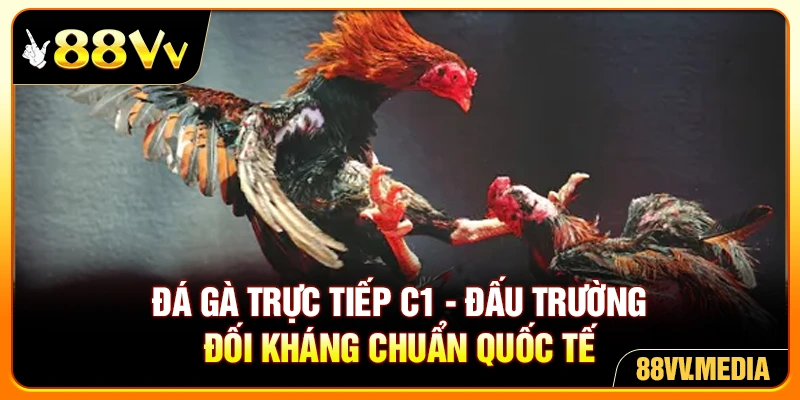 Đá Gà Trực Tiếp C1 - Đấu Trường Đối Kháng Chuẩn Quốc Tế