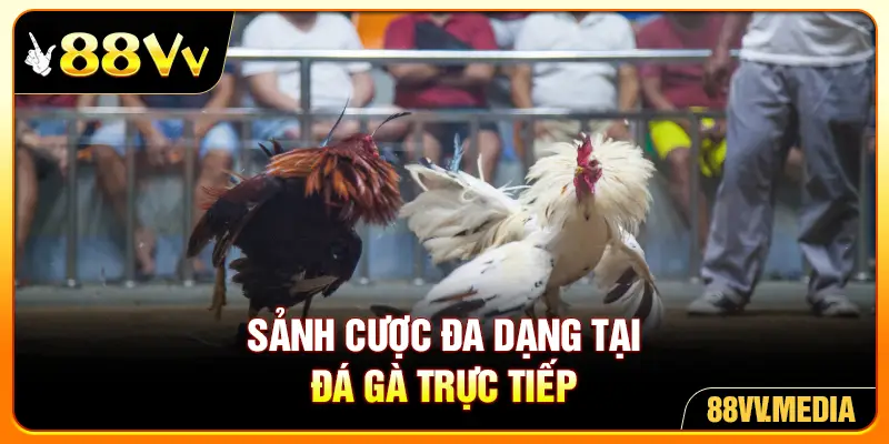 Sảnh cược đa dạng tại đá gà trực tiếp